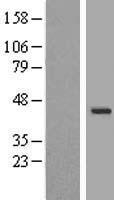 WDR31 Protein - Western validation with an anti-DDK antibody * L: Control HEK293 lysate R: Over-expression lysate