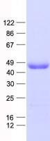 WDR31 Protein