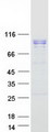 WDR36 Protein - Purified recombinant protein WDR36 was analyzed by SDS-PAGE gel and Coomassie Blue Staining
