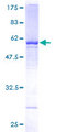 WDR4 Protein - 12.5% SDS-PAGE of human WDR4 stained with Coomassie Blue