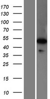 WDR41 Protein - Western validation with an anti-DDK antibody * L: Control HEK293 lysate R: Over-expression lysate