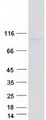 WDR43 Protein - Purified recombinant protein WDR43 was analyzed by SDS-PAGE gel and Coomassie Blue Staining