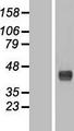 WDR45 Protein - Western validation with an anti-DDK antibody * L: Control HEK293 lysate R: Over-expression lysate