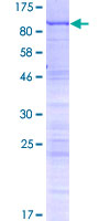 WDR46 Protein - 12.5% SDS-PAGE of human WDR46 stained with Coomassie Blue