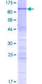 WDR46 Protein - 12.5% SDS-PAGE of human WDR46 stained with Coomassie Blue