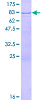WDR48 Protein - 12.5% SDS-PAGE of human WDR48 stained with Coomassie Blue