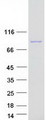 WDR48 Protein - Purified recombinant protein WDR48 was analyzed by SDS-PAGE gel and Coomassie Blue Staining