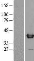 WDR5 Protein - Western validation with an anti-DDK antibody * L: Control HEK293 lysate R: Over-expression lysate