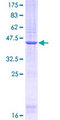 WDR5 Protein - 12.5% SDS-PAGE Stained with Coomassie Blue.