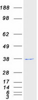 WDR5 Protein - Purified recombinant protein WDR5 was analyzed by SDS-PAGE gel and Coomassie Blue Staining