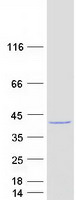 WDR54 Protein - Purified recombinant protein WDR54 was analyzed by SDS-PAGE gel and Coomassie Blue Staining