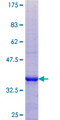 WDR57 Protein - 12.5% SDS-PAGE Stained with Coomassie Blue.