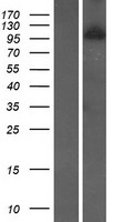 WDR59 Protein - Western validation with an anti-DDK antibody * L: Control HEK293 lysate R: Over-expression lysate