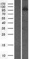 WDR59 Protein - Western validation with an anti-DDK antibody * L: Control HEK293 lysate R: Over-expression lysate