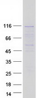WDR59 Protein - Purified recombinant protein WDR59 was analyzed by SDS-PAGE gel and Coomassie Blue Staining