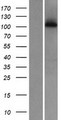 WDR63 Protein - Western validation with an anti-DDK antibody * L: Control HEK293 lysate R: Over-expression lysate