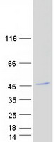 WDR73 Protein - Purified recombinant protein WDR73 was analyzed by SDS-PAGE gel and Coomassie Blue Staining