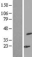 WDR77 / MEP50 Protein - Western validation with an anti-DDK antibody * L: Control HEK293 lysate R: Over-expression lysate