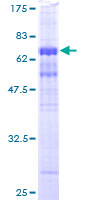 WDR77 / MEP50 Protein - 12.5% SDS-PAGE of human MEP50 stained with Coomassie Blue
