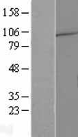WDR78 Protein - Western validation with an anti-DDK antibody * L: Control HEK293 lysate R: Over-expression lysate