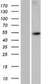 WDR88 Protein - Western validation with an anti-DDK antibody * L: Control HEK293 lysate R: Over-expression lysate