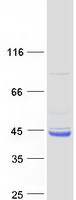 WDR92 Protein - Purified recombinant protein WDR92 was analyzed by SDS-PAGE gel and Coomassie Blue Staining