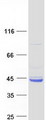 WDR92 Protein - Purified recombinant protein WDR92 was analyzed by SDS-PAGE gel and Coomassie Blue Staining