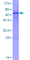 WDSUB1 Protein - 12.5% SDS-PAGE of human WDSUB1 stained with Coomassie Blue