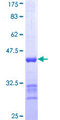WDSUB1 Protein - 12.5% SDS-PAGE Stained with Coomassie Blue.
