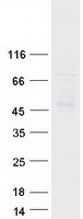 WDSUB1 Protein - Purified recombinant protein WDSUB1 was analyzed by SDS-PAGE gel and Coomassie Blue Staining