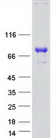 WEE1B / WEE2 Protein - Purified recombinant protein WEE2 was analyzed by SDS-PAGE gel and Coomassie Blue Staining