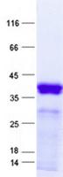 WFDC5 / PRG5 Protein