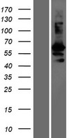 WFIKKN2 / GASP-1 Protein - Western validation with an anti-DDK antibody * L: Control HEK293 lysate R: Over-expression lysate