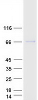 WFIKKN2 / GASP-1 Protein - Purified recombinant protein WFIKKN2 was analyzed by SDS-PAGE gel and Coomassie Blue Staining
