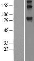 WFS1 Protein - Western validation with an anti-DDK antibody * L: Control HEK293 lysate R: Over-expression lysate