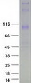 WFS1 Protein - Purified recombinant protein WFS1 was analyzed by SDS-PAGE gel and Coomassie Blue Staining