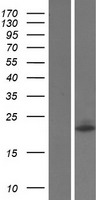 WIBG Protein - Western validation with an anti-DDK antibody * L: Control HEK293 lysate R: Over-expression lysate