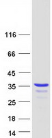 WIBG Protein - Purified recombinant protein PYM1 was analyzed by SDS-PAGE gel and Coomassie Blue Staining