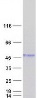WIF1 Protein - Purified recombinant protein WIF1 was analyzed by SDS-PAGE gel and Coomassie Blue Staining