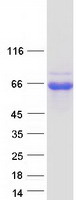 WIPF3 Protein - Purified recombinant protein WIPF3 was analyzed by SDS-PAGE gel and Coomassie Blue Staining