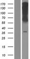 WLS / GPR177 Protein - Western validation with an anti-DDK antibody * L: Control HEK293 lysate R: Over-expression lysate