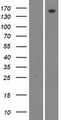 WNK4 Protein - Western validation with an anti-DDK antibody * L: Control HEK293 lysate R: Over-expression lysate