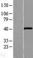 WNT10A Protein - Western validation with an anti-DDK antibody * L: Control HEK293 lysate R: Over-expression lysate