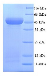 WNT10A Protein
