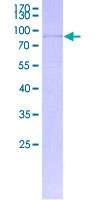 WNT10A Protein - 12.5% SDS-PAGE of human WNT10A stained with Coomassie Blue
