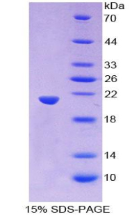 WNT11 Protein - Recombinant Wingless Type MMTV Integration Site Family, Member 11 By SDS-PAGE