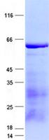 WNT11 Protein