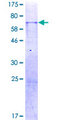 WNT14 / WNT9A Protein - 12.5% SDS-PAGE of human WNT9A stained with Coomassie Blue