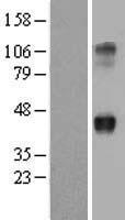 WNT2 / IRP Protein - Western validation with an anti-DDK antibody * L: Control HEK293 lysate R: Over-expression lysate
