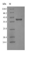 WNT2 / IRP Protein - (Tris-Glycine gel) Discontinuous SDS-PAGE (reduced) with 5% enrichment gel and 15% separation gel.